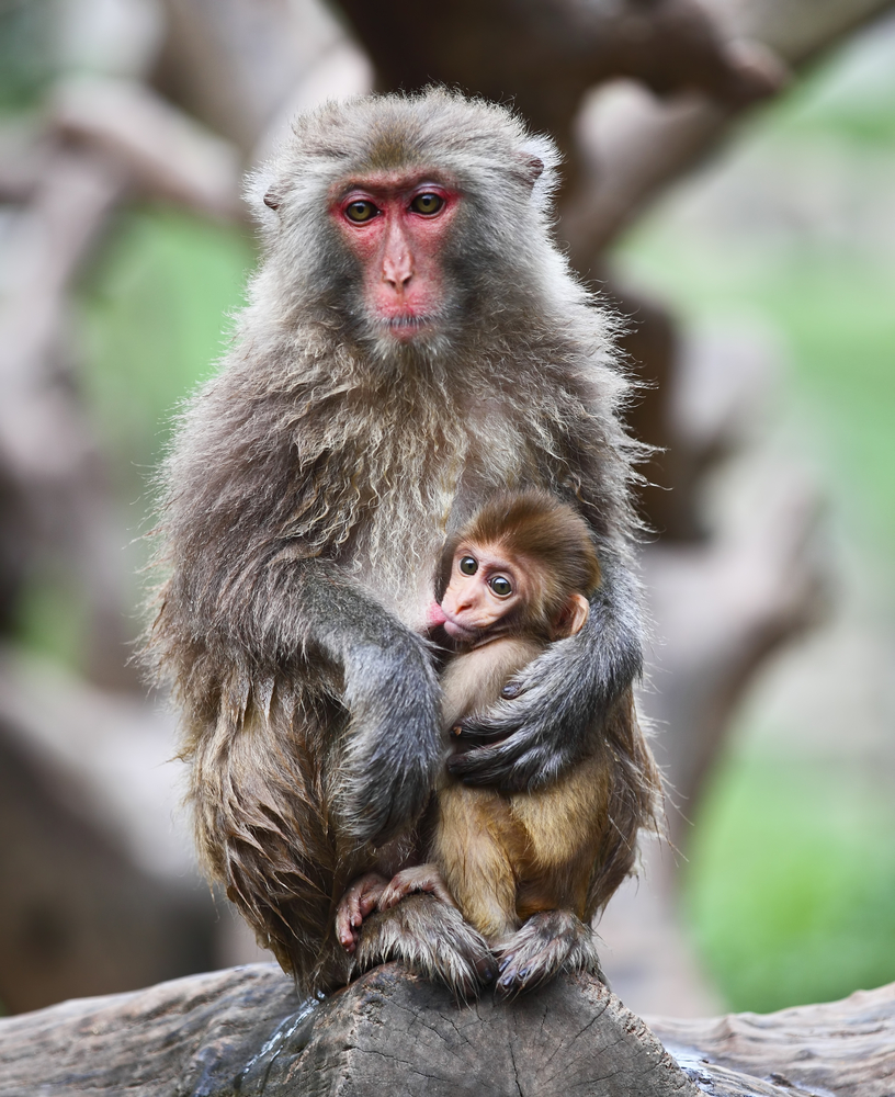 Are humans like monkeys? MRI scanning suggests similarities and ...