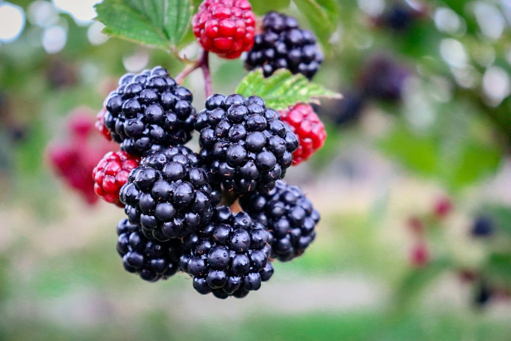 Many botanicals, including blackberry juice, may stimulate GABA activity in humans, and thereby mimic the effect of alcohol.