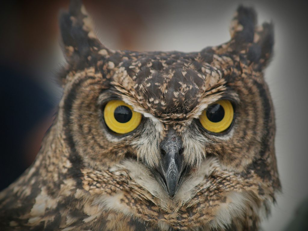 This review found that those who considered themselves a ‘night owl’ were more likely to experience suicidal thoughts and behaviours, including suicide attempts.